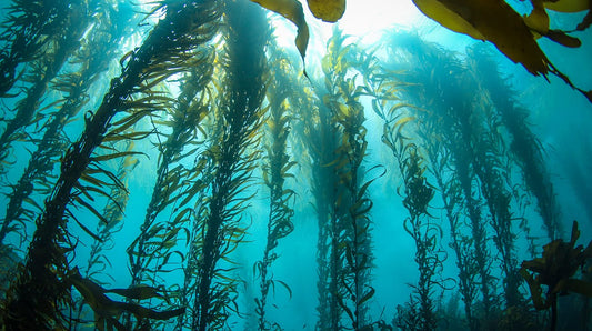 Is your skin ready for the magic of blue algae?