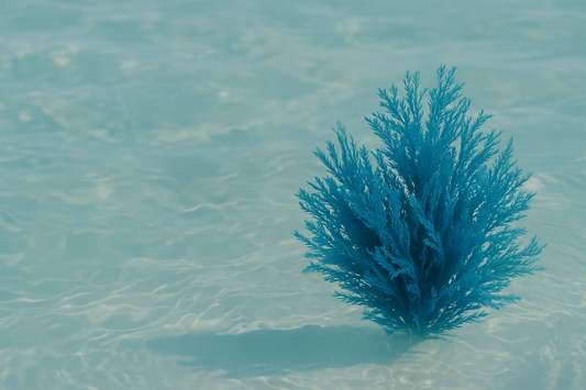 Hydration, straight from the sea